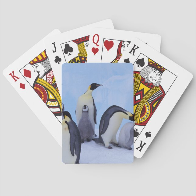 Baralho Antártida, Pinguins Imperadores (Verso)