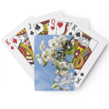 Apricot primavera floresce.