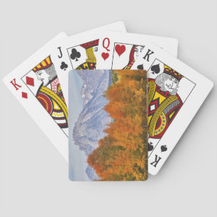 Baralho Árvores de aspen com a serra de Teton