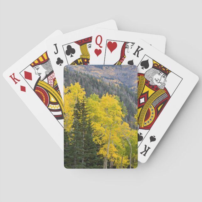 Baralho Árvores de Aspen (Populus Tremuloides) e Coníferas (Verso)