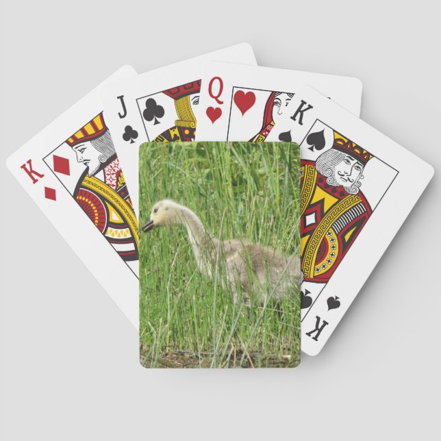 Baralho B58 Ganso Canadense Gosling na Grama (Verso)