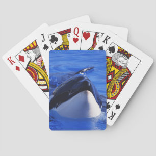 Baralho Baleia de assassino da orca