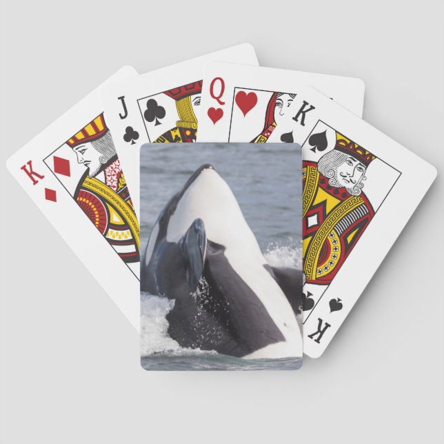 Baralho Baleia Orca saltando (Verso)