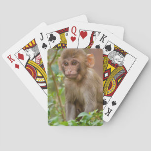 Baralho Bebê Macaco Rhesus, Templo do Macaco, Jaipur