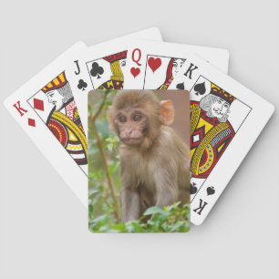 Baralho Bebê Macaco Rhesus, Templo do Macaco, Jaipur