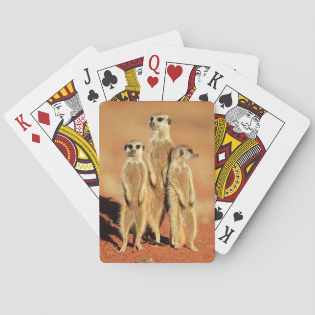Baralho Bebês Mais Pobres | 3 Meerkats (Verso)