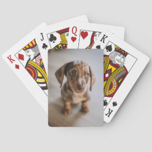 Baralho Bebês Mais Pobres Castanho Dachshund Puppy