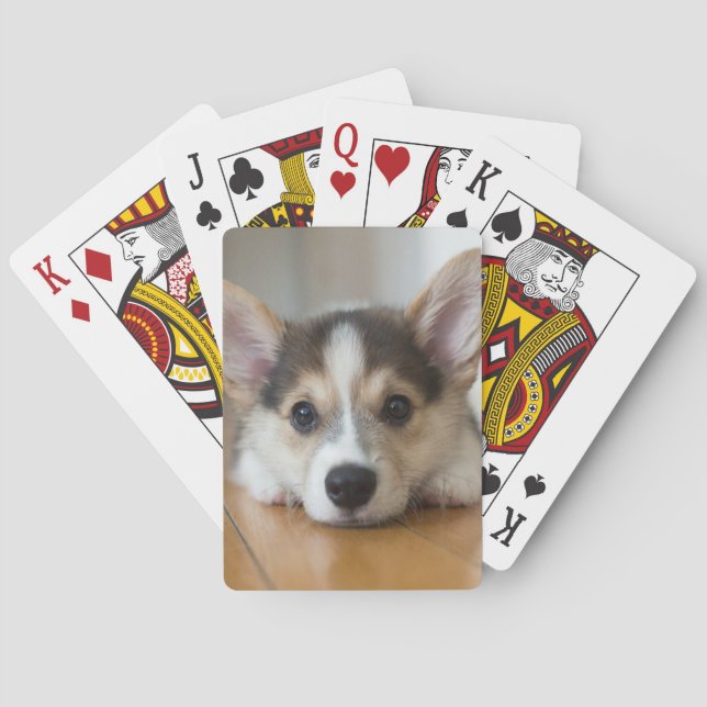 Baralho Bebês Mais Pobres | Corgi Puppy Olhando (Verso)