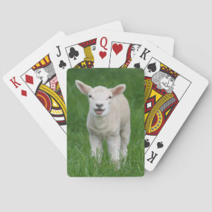 Baralho Bebês Mais Pobres Lil Lamb