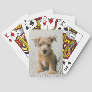 Baralho Bebês Mais Pobres Norfolk Terrier Puppy