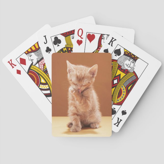 Baralho Bebês Mais Pobres | Orange Tabby Kitten (Verso)