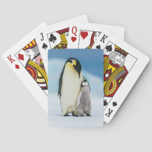Baralho Bebês Mais Pobres Pintinho Imperador Pinguim