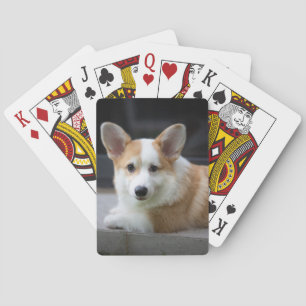 Baralho Bebês Mais Pobres   Relaxamento do Corgi Puppy