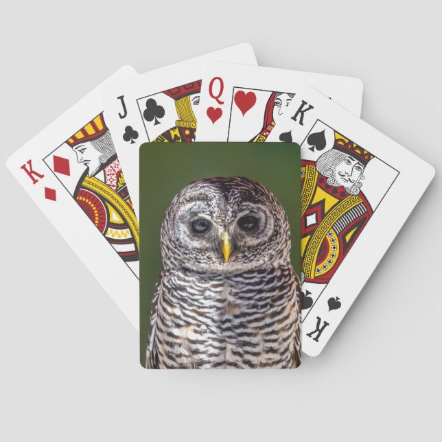 Baralho Bebês Mais Pobres | Tawny Owl (Verso)