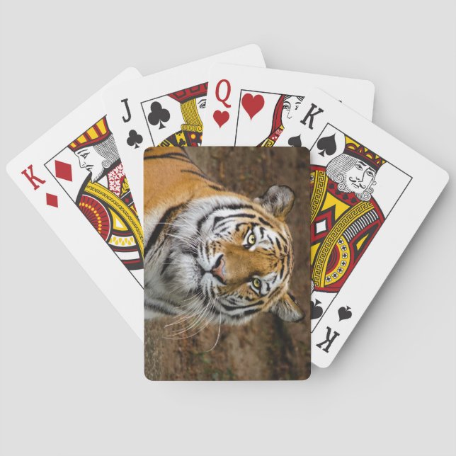 Baralho Bela Tigre (Verso)