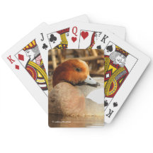 Belo estranho na cidade de Eurasian Wigeon Duck