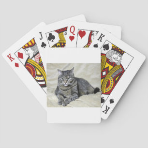 Baralho Belo Gato Deitado