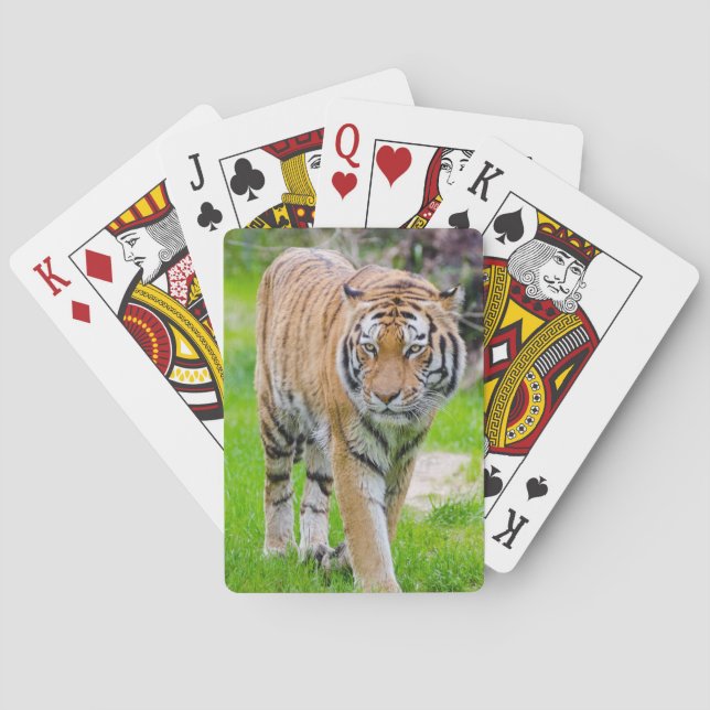 Baralho Belo Tigre (Verso)