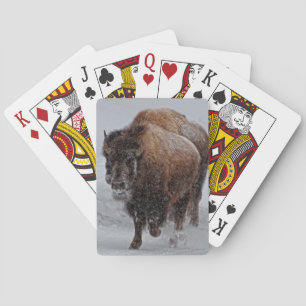 Baralho Bisonte de Yellowstone