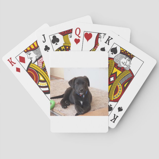 Baralho Black Labrador Retriever Puppy (Verso)