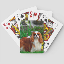 Baralho Blenheim Cavalier King Charles Spaniel Dog