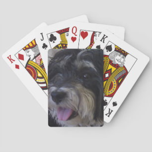 Baralho bloco do maltipoo de cartões