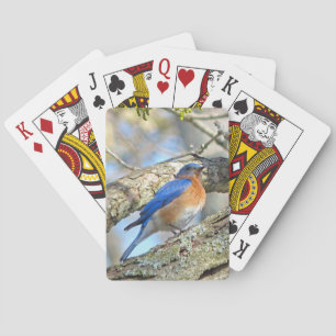 Baralho Bluebird