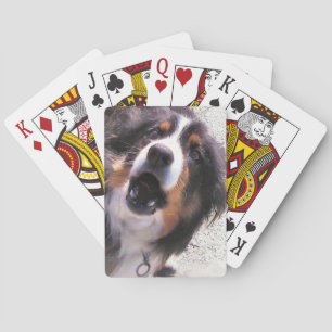 BARALHO BORDER COLLIE