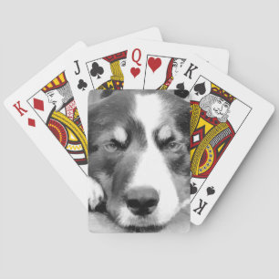 BARALHO BORDER COLLIE