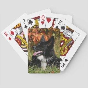 Baralho Border collie que arfa o estabelecimento
