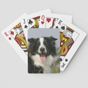 Baralho Border collie que arfa o Headshot 1