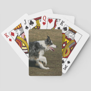 Baralho Border collie que funciona 1