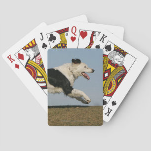 Baralho Border collie que funciona 2