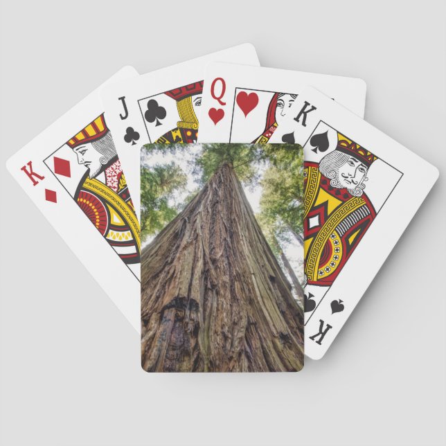 Baralho Bosque de Roosevelt (Verso)