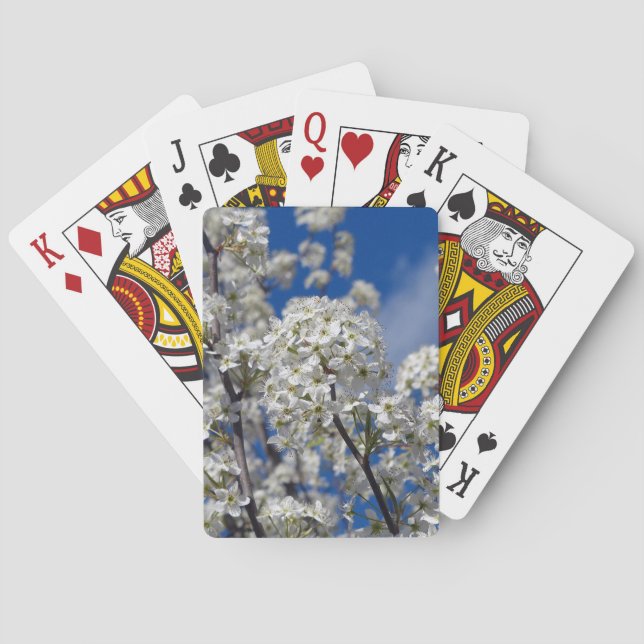 Baralho Bradford Pear Blooms (Verso)