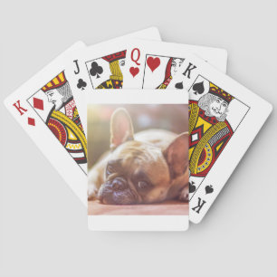 Baralho buldogue francês deitado