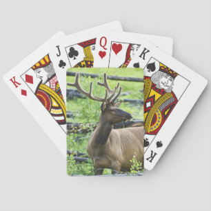 Baralho Bull Elk