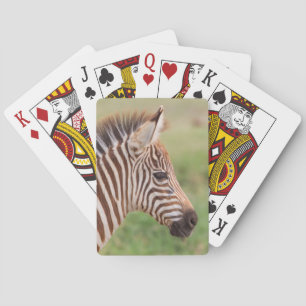 Baralho Cabeça de zebra bebê, Tanzânia