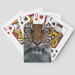 Baralho Cabeça e cara do tigre
