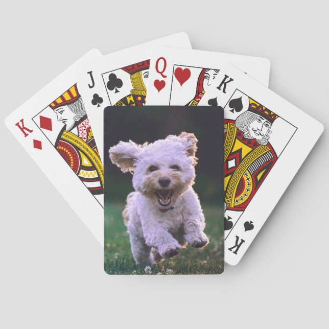 Baralho Cachorro Branco de Poodle (Verso)