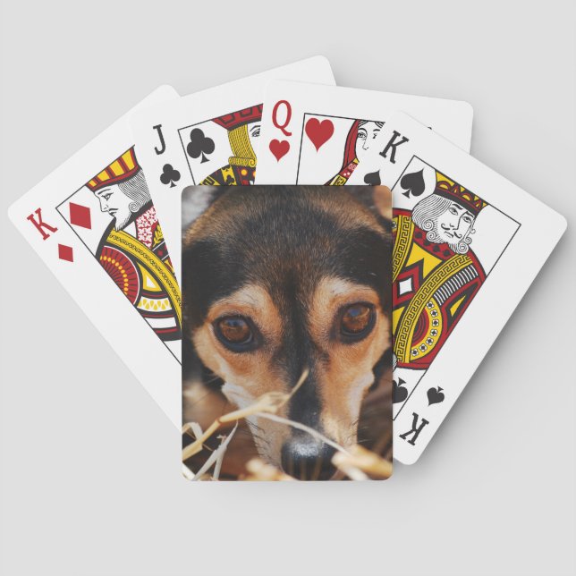 Baralho Cachorro fofo deitado no feno (Verso)