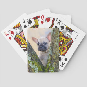 Baralho Cachorro francês bonito colocando em um galho
