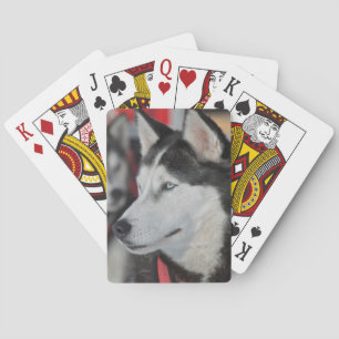 Baralho Cachorro Husky antes de uma corrida, Canadá