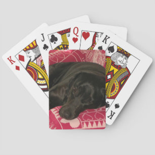 Baralho Cachorro Sonolento Jogando Cartões