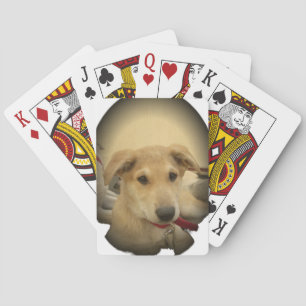Baralho Cachorros e Cachorros Bonitos são o segundo melhor