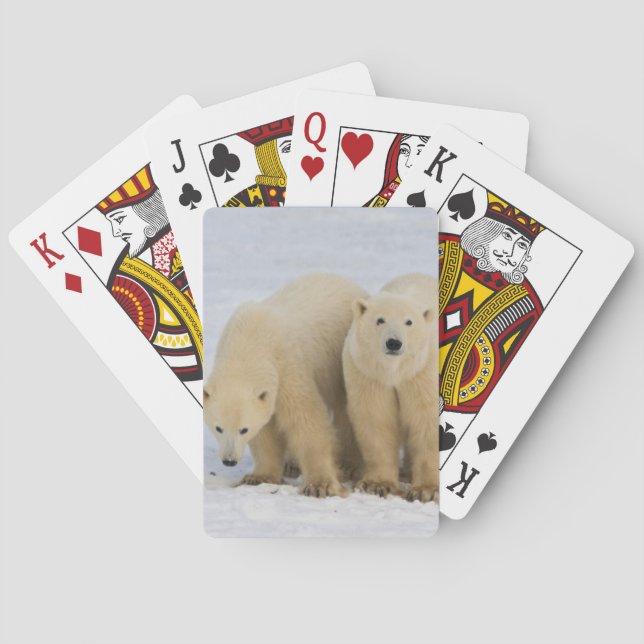 Baralho Canadá, Baía de Hudson. Mãe ursa polar com dois (Verso)