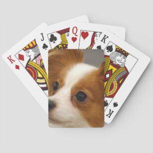 Baralho Cão bonito de Papillon