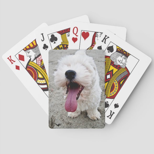 Baralho Cão branco do filhote de cachorro feliz, malteese, (Verso)