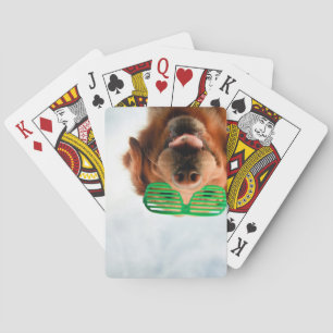 Baralho Cão das imagens de Getty com vidros
