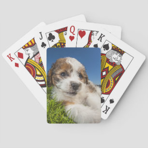 Baralho Cão de filhote de cachorro bonito (Shitzu)